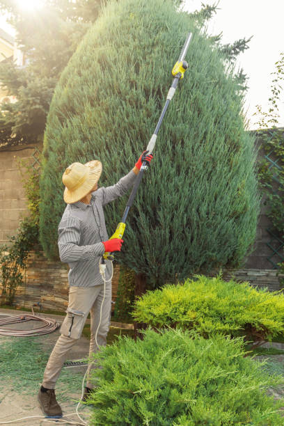 Tree Branch Trimming in Altamonte Springs, FL